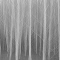 The Dream in black and white